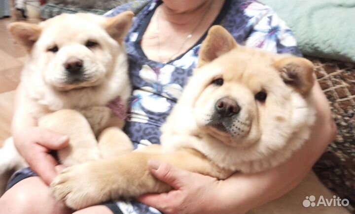 Для продажи щенки чау