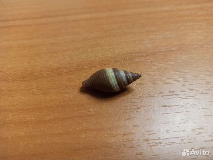 Морская раковина