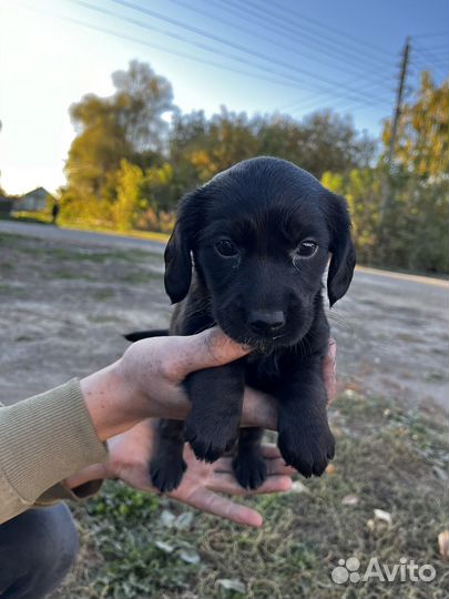 Кутята спаниель