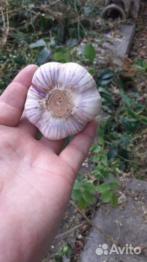 Чеснок Любаша