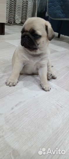 Щенки мопса