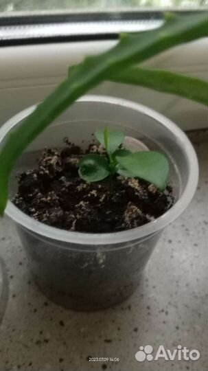 Рассада Мандаринов