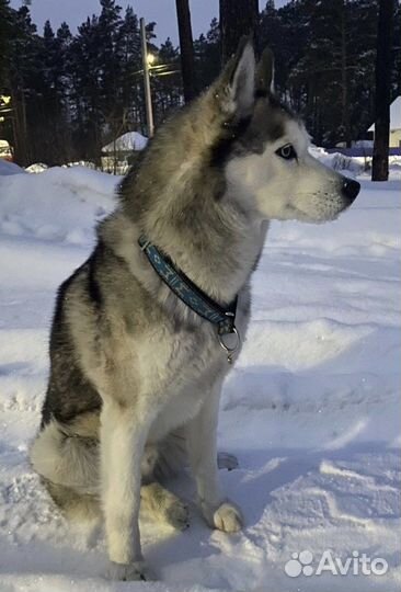 Потерялась собака