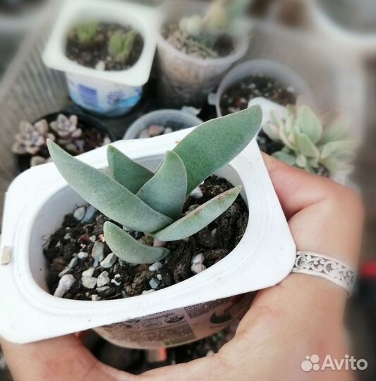 Крассулы сортовые