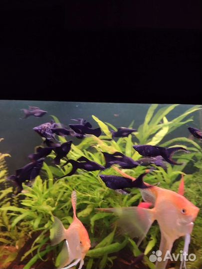 Рыбка молинезия