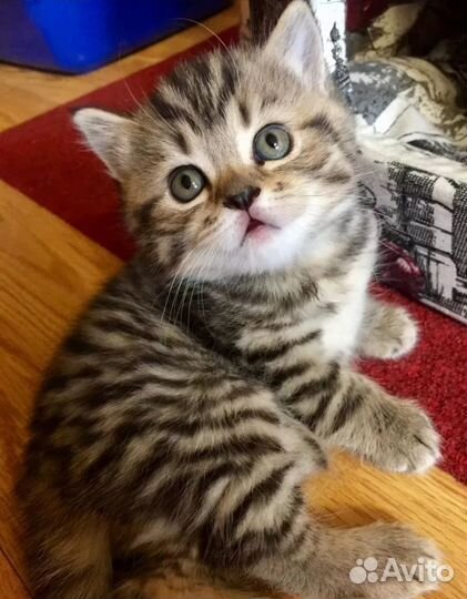 Котёнок, котята в добрые руки