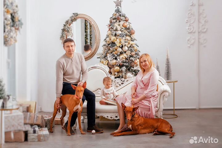 Фараонова собака