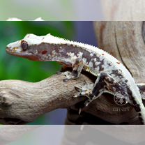 Реснитчатый бананоед самец Лилли Вайт Сноуфлейк