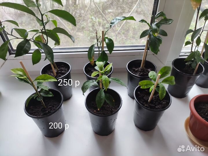 Лимон из косточки