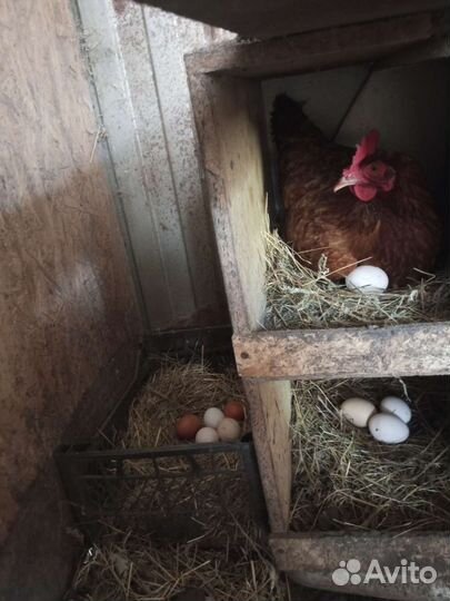 Домашние куриные яйца