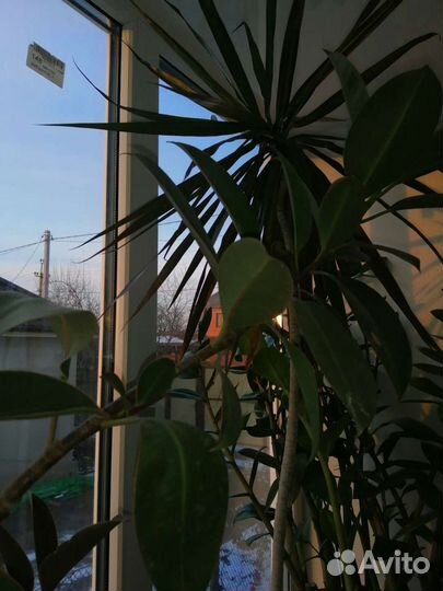 Комнатные цветы