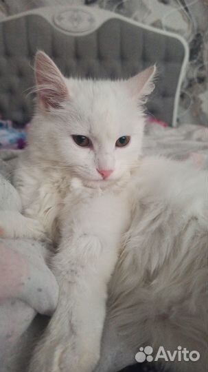 Отдам котенка в добрые руки