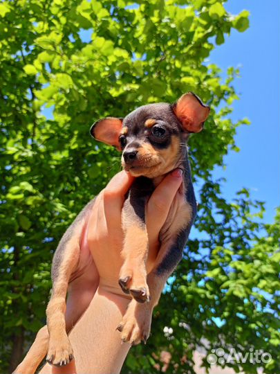 Той терьер (стандарт)