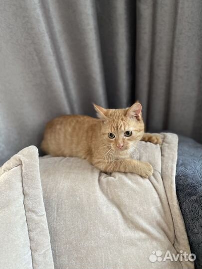 Котенок Лаки