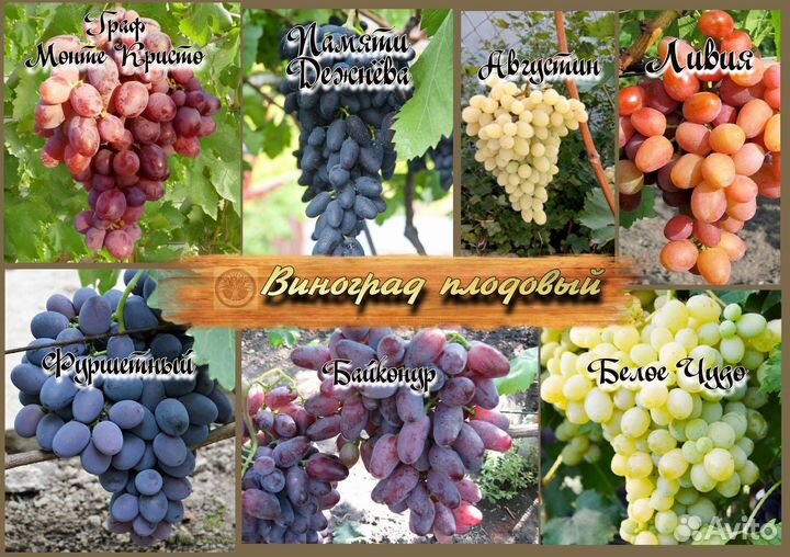 Виноград плодовый. Саженцы. Весна 2023