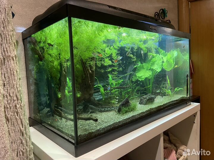 Аквариум aquael 54 литра