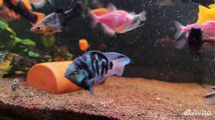 Продаются моллинезии