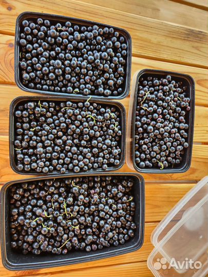 Черная смородина