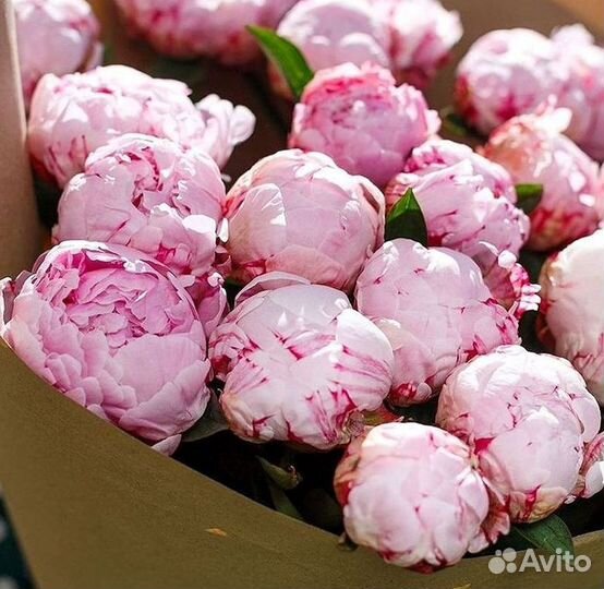 Пионы Букет пионов