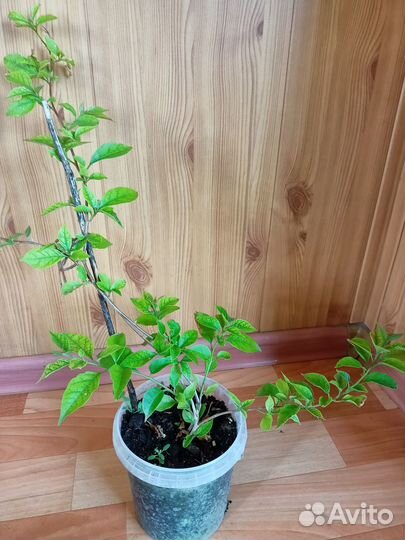 Глоксинии, бугенвилии, бегонии