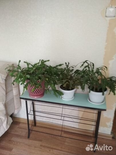 Обувница СССР