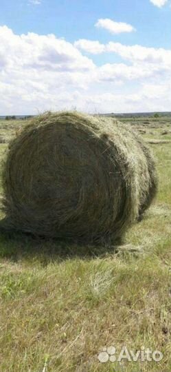 Тюки Сено 2023 пресс 180 145 120