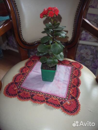 Каланхоэ каландива цветущее с бутонами