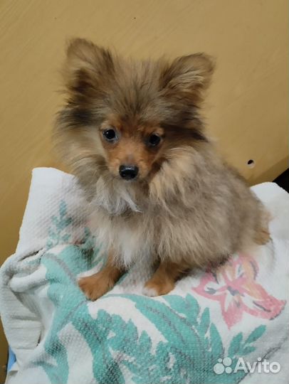 Помесь шпица