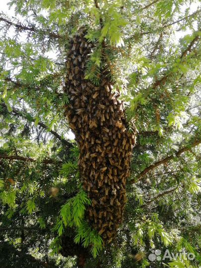 Пчеловод, сниму рой пчёл