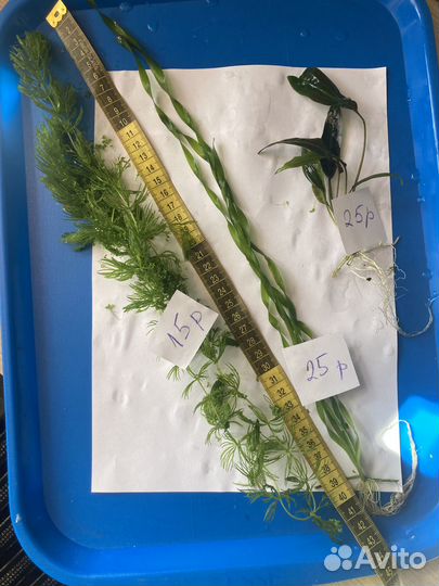 Аквариумные растения.Валиснерия, криптокарина