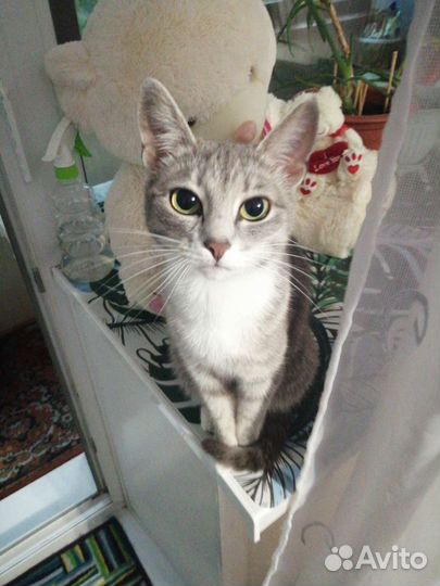 Кошка в дар бесплатно