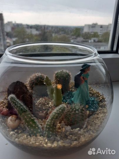 Кактусы и суккуленты