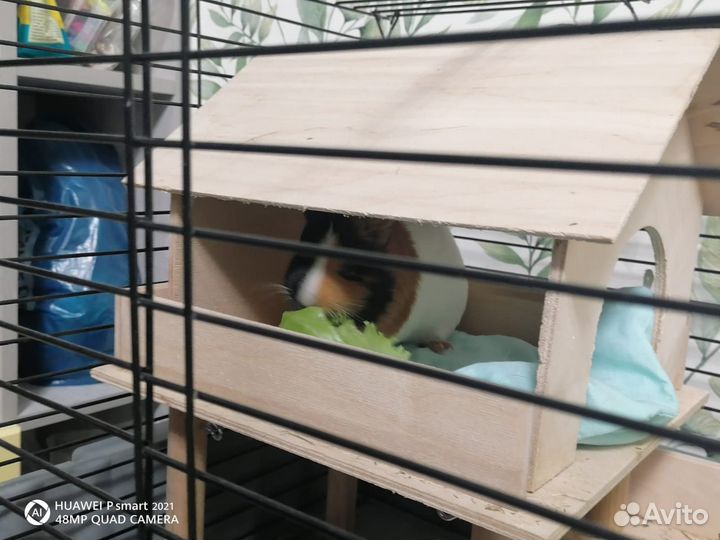 Морская свинка с клеткой