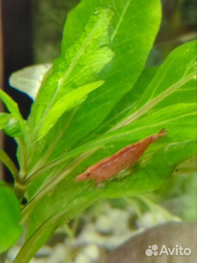 Мальки гуппи