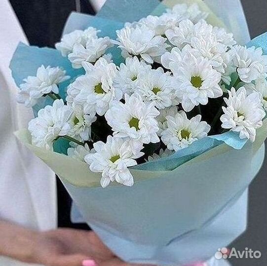 Хризантема