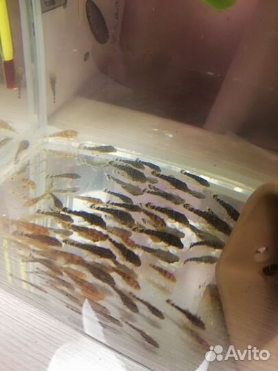 Сомики анциструсы