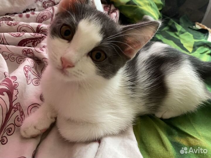 Отдам котенка в добрые руки