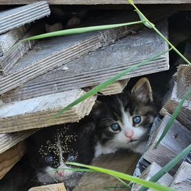 Маленькие Котята в смокингах в добрые руки