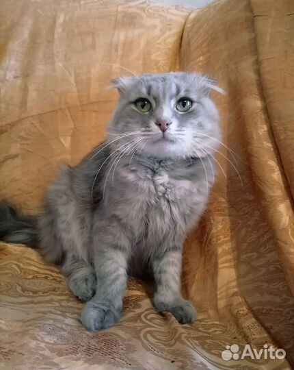 Шотландский вислоухий кот ищет дом