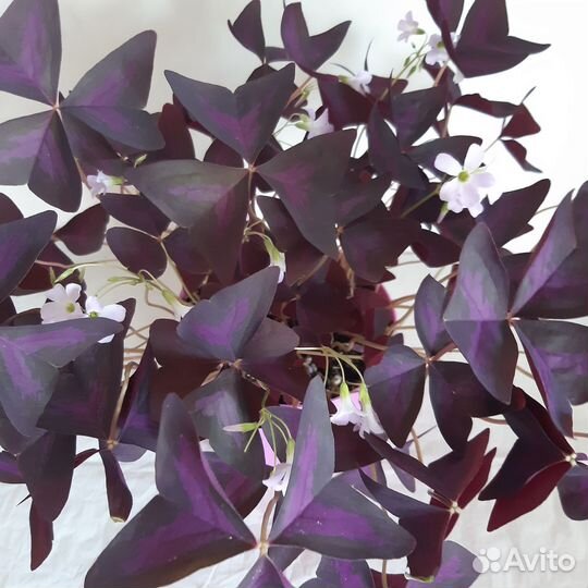 Оксалис Кислица