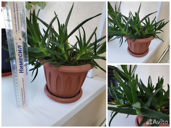 Комнатные цветы