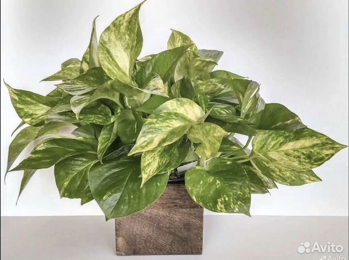 Домашние растения