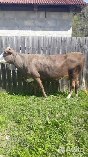 Корова дойная