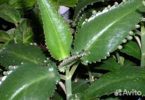 Каланхоэ Лечебный Дегремона - 