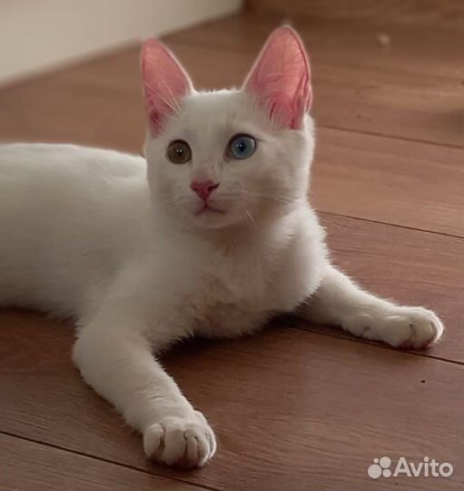 Котята као мани