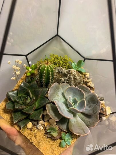 Флорариум суккуленты