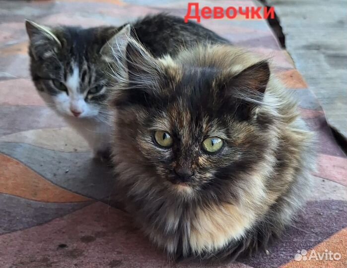 Котята в добрые руки