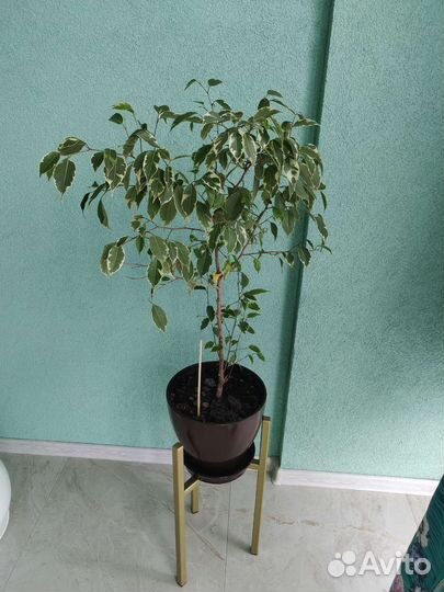 Фикус бенджамина большой