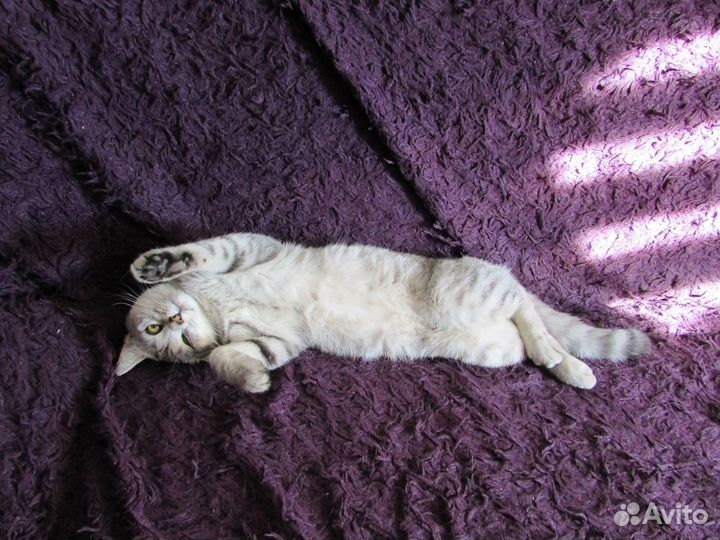 Шикарный котик в дар