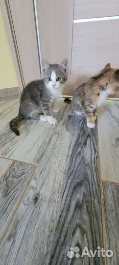 Кошка в дар бесплатно